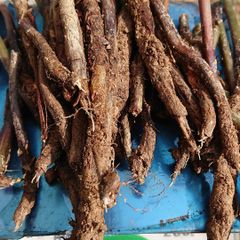 アカシア Acacia ソウシジュ 相思樹 根皮 50g 染料 - メルカリ