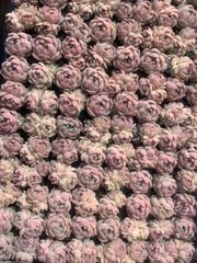 L*e様 W546×24株 花団錦 土鉢付き 多肉植物 エケベリア サボテン 韓 限定特価 超人気商品【1鉢の土鉢付きセット】花団錦！ 多肉植物