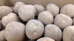 北海道産じゃがいも　とうや　５kg