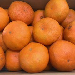 감평 번역 있음 사이즈 4L ~ S 약 5kg 에히메산 사이즈 지정 불가 80 사이즈 귤 미칸 밀감