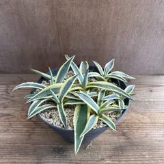 アガベ　パリー　ハイブリッド　大株　アプラナータ アガベ ハイブリッド パリー ハイブリッド Agave hybrid parry
