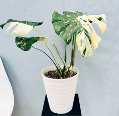 ［現品］【希少】83番　モンステラ　斑入り　レア　7号　観葉植物　室内　鉢受け皿付き　おしゃれ　南国風