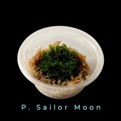 【レア！】胞子培養株| P. Sailor Moon | 前葉体・胞子体