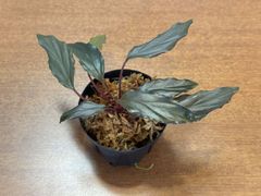 Homalomena aff.vittifolia "赤備" PP-230507-4 TA BERAU KAL-TIM