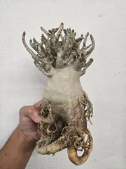 【激レア/超極太/ブラックスキン】アデニウム タイソコトラナム スーパーブラック il_340x270.3645480163_hkk2.jpg