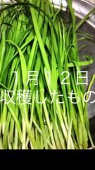 連絡用 行者ニンニク 2キロ アイヌネギ 月日収穫 ギョウジャニンニク