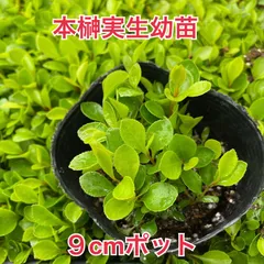 植物/本榊　実生幼苗　９cmポット　複数本(写真は約30本以上)（月曜日発送：７月20日の週は祝日の為、７月27日発送へ回します）のサムネイル