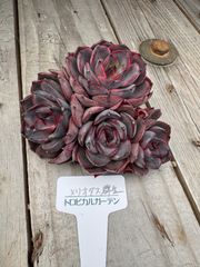 メリオダス群生　エケベリア　トロピカルガーデン　多肉植物