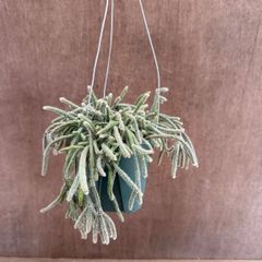 【サンプル】リプサリス　ピロカルパ　Rhipsalis pilocarpa エリスロリプサリス フロストシュガー 朝の霜 髭赤葦 森林サボテン ジャングルサボテン 観葉植物 観葉 植物 珍奇植物 珍奇 珍しい 多肉植物 多肉 カクタス サボテン グリーン