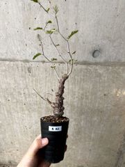 プラントブラザーズ【専門 植物・種子販売 - メルカリShops