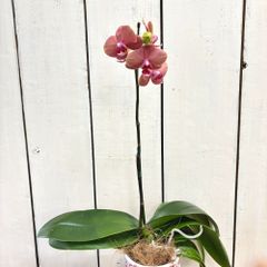ミニ胡蝶蘭シチリアオレンジポット苗