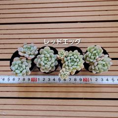 多肉植物YU - メルカリShops