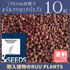 種10粒　オペルクリカリア・パキプス種子のサムネイル
