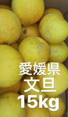 愛媛県産　文旦　柑橘　15kg