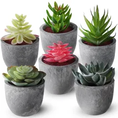 ＊訳あり＊多肉植物　ハートチョイス②　◇カット苗◇ ハートチョイス季節錦 （チャンヒー農園苗） – 多肉植物の通販