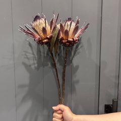 訳あり品　プロテアピンクアイス　2本　ドライフラワー　花材　ワイルドフラワー