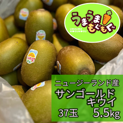 【数量限定品】ニュージーランド産　サンゴールドキウイ　4L　5.5kg（37玉） キウイ