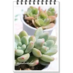 クラバツム セダム Sサイズ 2寸ポット 弁慶草科 多肉植物