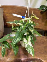 シンゴニウム・フレンチマーブル　5号　吊り鉢　斑入り　可愛い　オシャレ　観葉植物　インテリア　グリーン　屋内　インドア