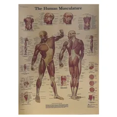 2024年最新】人体解剖図 ポスターの人気アイテム - メルカリ