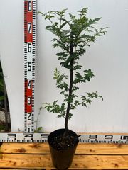 強い山椒苗 /スーパー朝倉山椒5号接木苗・強健台木