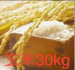 期間限定出品　農家さんの伊賀米　コシヒカリ　約14.9kg 精米済み　メルカリ便 楽天市場】☆クーポンでお買得☆お米☆月間優良ショップ賞 受賞