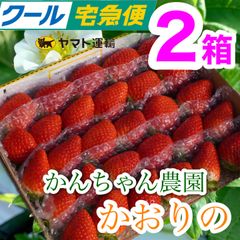 ②箱【複数割】新鮮朝採りかんちゃん農園の甘いいちご