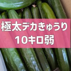 今月で終了！超特価！10kg弱！極太デカきゅうり！　野菜ソムリエサミット銀賞受賞　農家直送　減農薬　有機肥料　きゅうり　訳あり　規格外　10kg 10キロ　産地直送