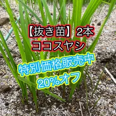 2024年最新】苗×2の人気アイテム - メルカリ