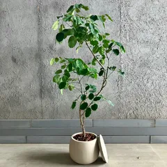 ⑰　シェフレラ　マルコ　8号曲がり仕立て　希少品種 ① シェフレラ マルコ 8号 曲がり仕立て 希少品種