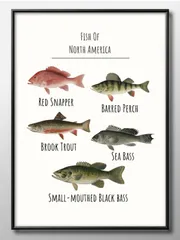 12364魚 図鑑 フィッシュ 海洋生物 A3 サイズ ポスター アート おしゃれ 絵画 インテリア 北欧 イラスト マット紙 艶消し アートパネル 額 フレーム デザイン 壁掛け ギフト 新築祝い ディスプレイ 