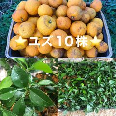 ⭐️⭐️柚子抜き苗10本⭐️⭐️本柚子の苗木　ゆず苗　ユズ苗