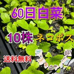 白菜の苗　冬野菜　抜き苗