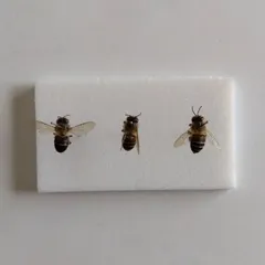 昆虫標本　ニホンミツバチ　巣盤　3番　3270g 昆虫標本 ニホンミツバチ 巣盤 3番 3270g - メルカリ