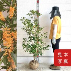 rさま専用 春峰 しゅんぽう 3年生 苗木 - メルカリ