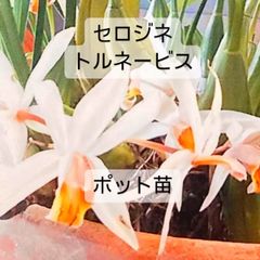 匿名配送ネコポス】アジュガ苗 ネコポス箱はいるだけ♪ - メルカリ