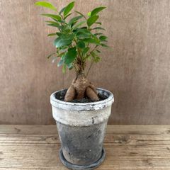 ガジュマル　陶器鉢付　現品　 Ficus microcarpa フィカス ミクロカルパ 多幸の木  幸せを呼ぶ木 観葉植物 観葉 植物 珍奇植物 珍奇 珍しい 塊根植物 塊根 コーデックス インテリア  おしゃれ 開店祝い 新築祝い お祝い 祝い