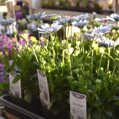 toto٭様専用ページ