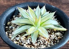 Agave/アガベ 王妃乱れ雪錦 黄中班 美株！ 発根済み 送料込み