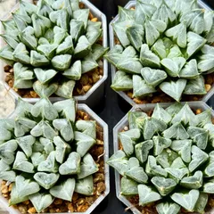 多肉植物　ハオルチア ラブハート 47mm ハオルシア