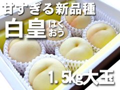 【冷蔵便】岡山産　　白皇　5玉～7玉1箱　発送：8月中旬～　光センサー糖度測定品