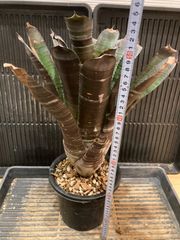 良形　ペラルゴニウム　トリステ ペラルゴニウム トリステ 良型 - メルカリ