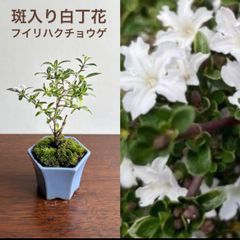 ミニ盆栽　斑入り白丁花　瀬戸焼ブルー系の鉢