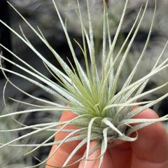 メタリックな感じでカッサカサ！＊ チランジア ヘテロモルファ Tillandsia heteromorpha＊エアプランツ＠フラワーショップ江口