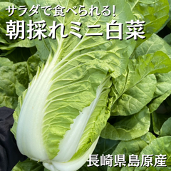 湧水育ちのミニ白菜