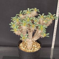 J701【自社養生株】ユーフォルビア　ギラウミニアナ（現地球・発根株・鉢植え）【塊根植物】