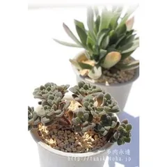 トルツオサム アイクリソン 2寸ポット 弁慶草科 多肉植物 根付苗 多肉激安 アイクリソン苗 可愛い多肉植物
