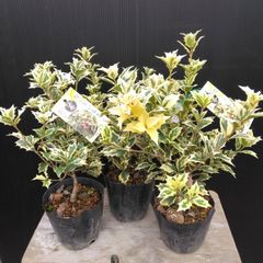 現品】フィカス・ベンガレンシス曲がり ゴムの木 樹形綺麗