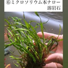 イベント水草 ミクロソリウム・本ナローリーフ　溶岩石