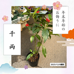 千両